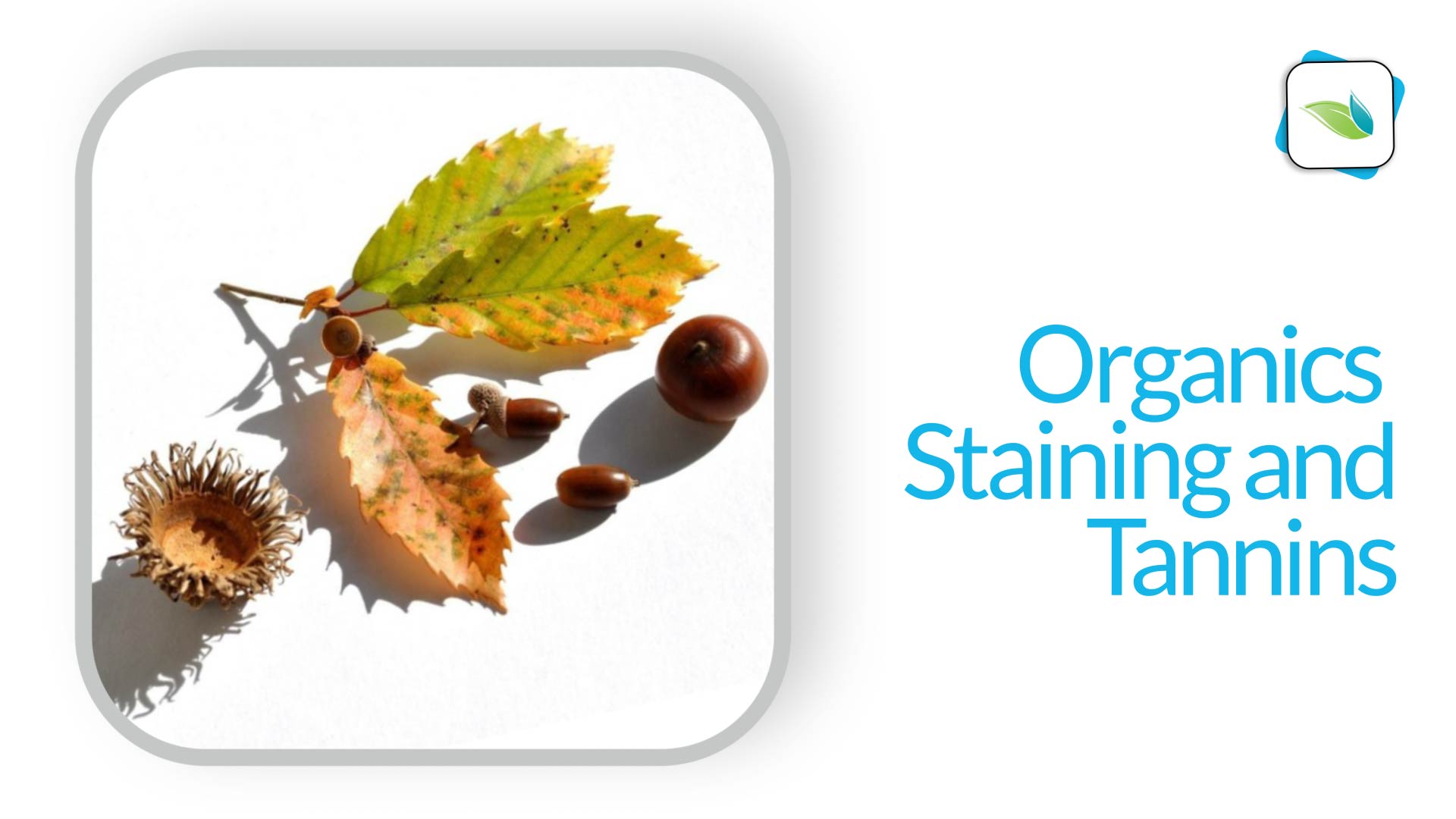 Tannins and Organic Staining in Pools